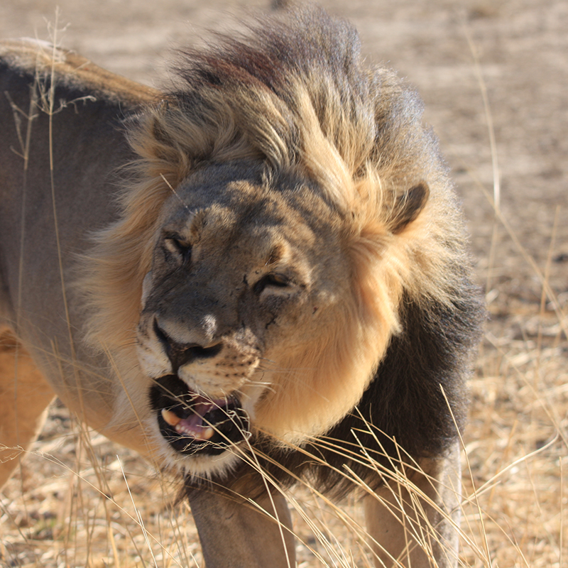 Wild Footprint Safari's, Landscape, hunting, season, South Africa, Safari, photography,