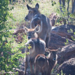 Wild Footprint Safari's, Landscape, hunting, season, South Africa, Safari, photography,